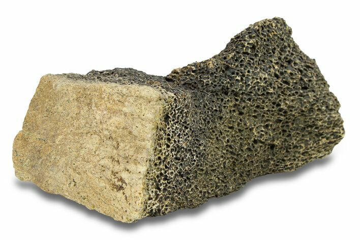 Hadrosaur Bone Section - Montana #287387
